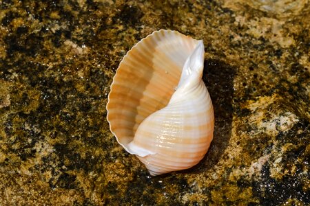 Summer nature seashell