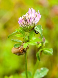 Bloom flower plant photo