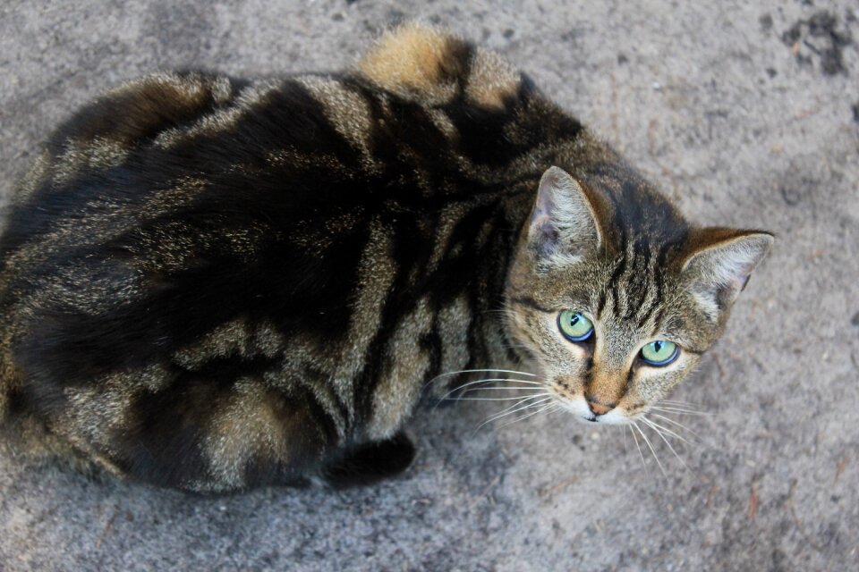 Cute house cat animal