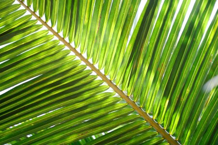 Green green leaf green leaves