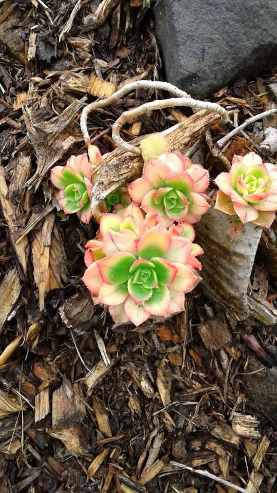 Hens and chicks flower succulents