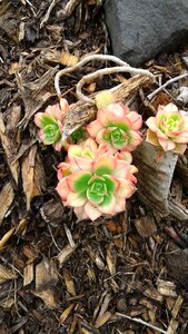 Hens and chicks flower succulents photo