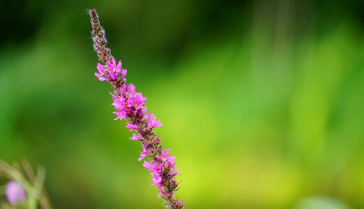 Pink flowers nature flower