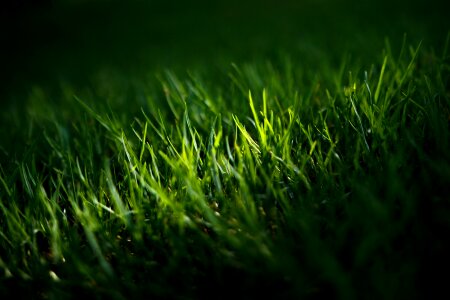 Grass green lawn photo