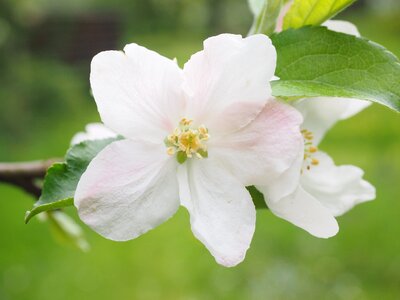 Apple tree blossom apple tree spring