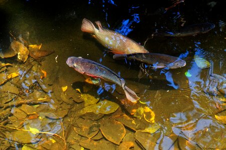 Nature animals water