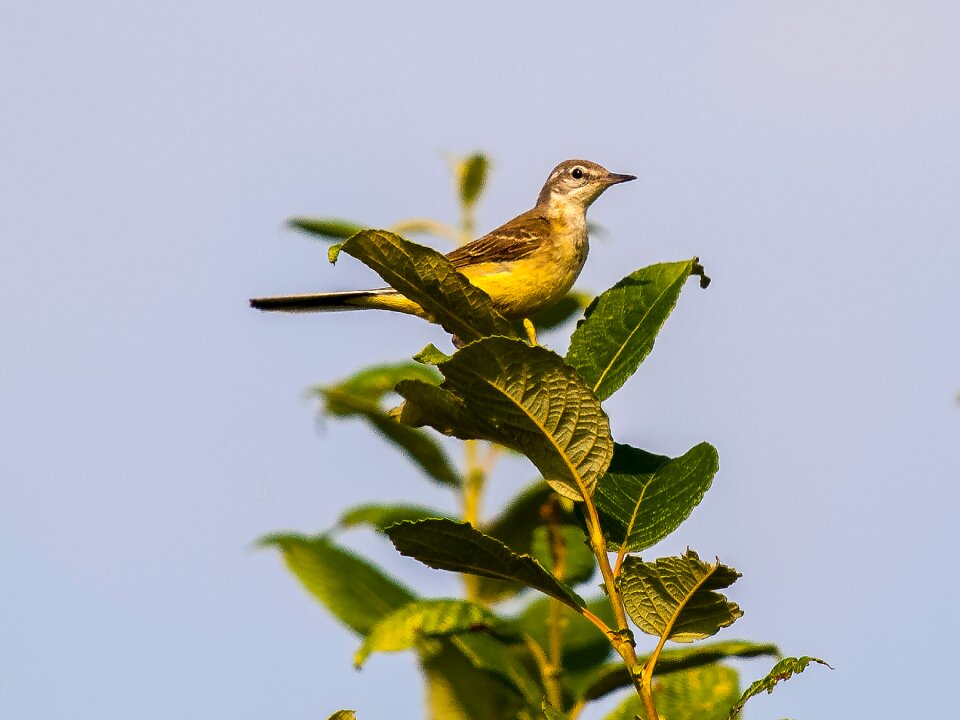 Songbird nature animal