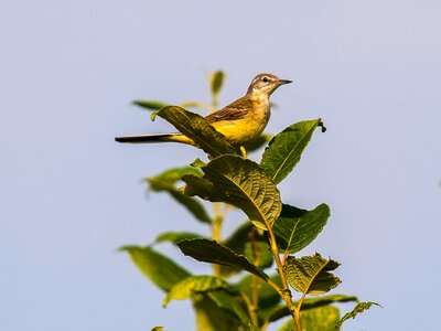 Songbird nature animal photo