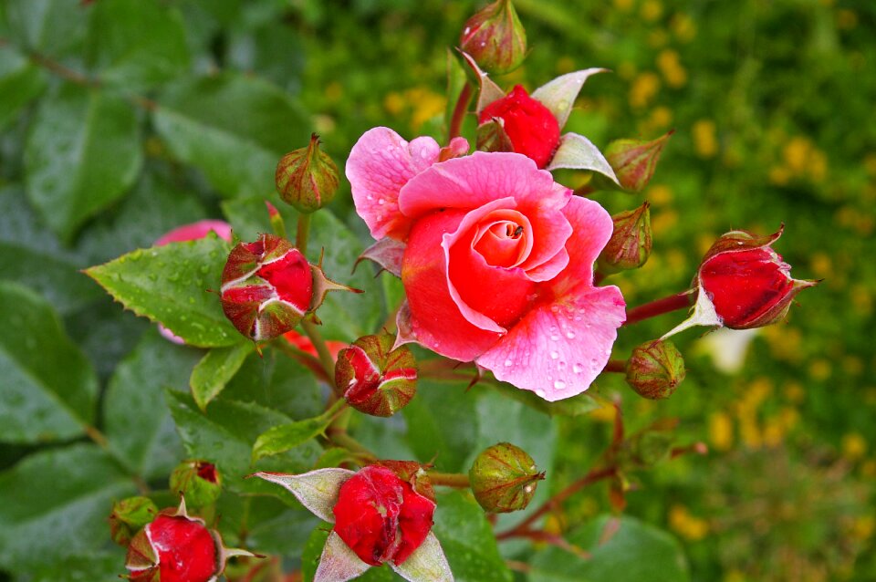 Rose garden blossom bloom