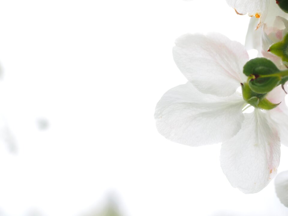 Apple blossom apple tree blossom apple tree