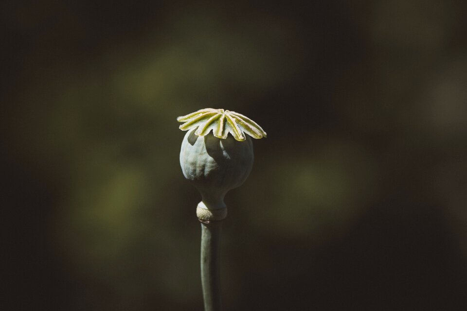 Flower boll mohngewaechs