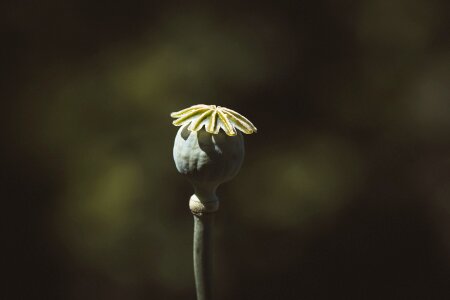 Flower boll mohngewaechs photo