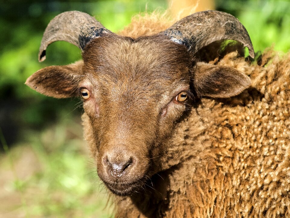Mammal livestock nature