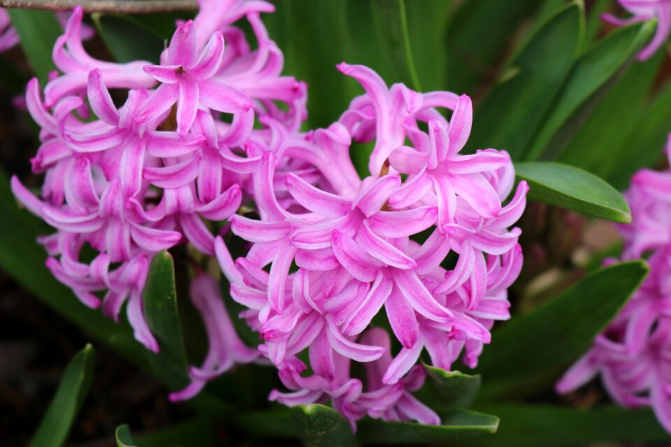 Spring bloom flower