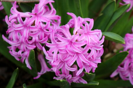 Spring bloom flower