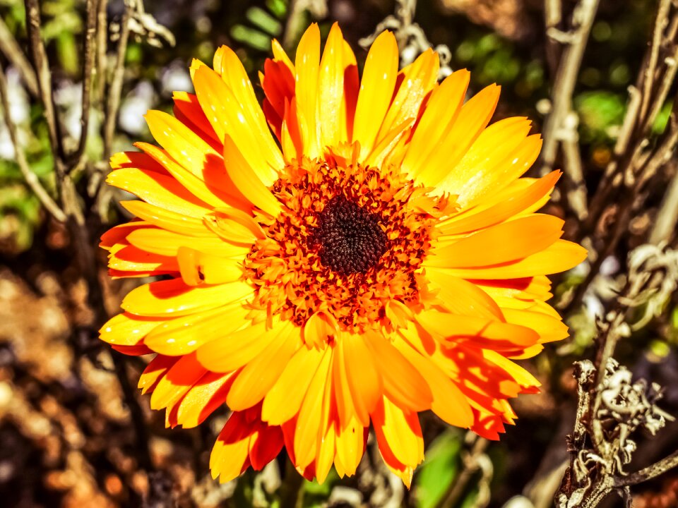 Blossom petal plant