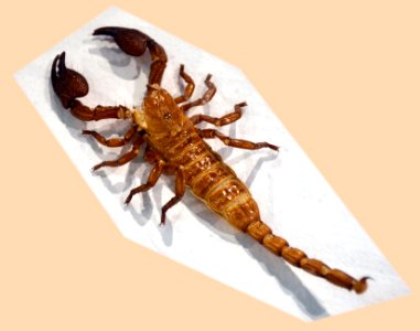 Exuvie scorpion 07042016