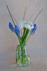 Glass vase spring flowers close up photo