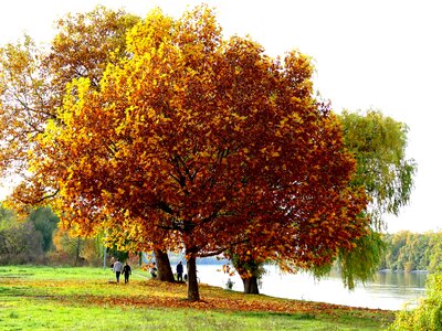 Autumn river rhine photo