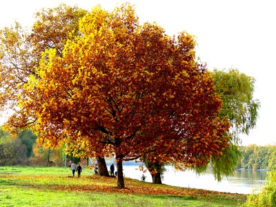 Autumn river rhine