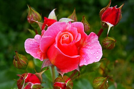 Rose garden blossom bloom