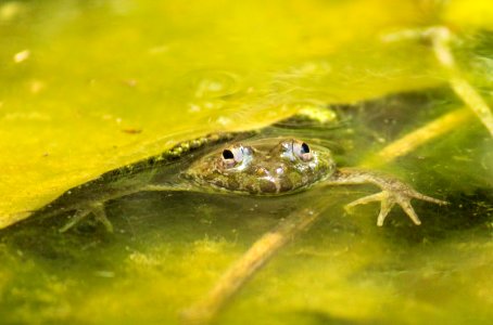 Eye contact of frog in water