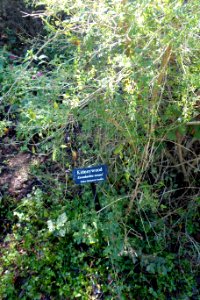 Eysenhardtia texana - Zilker Botanical Garden - Austin, Texas - DSC09007