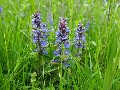 Bugle ajuga lamiaceae