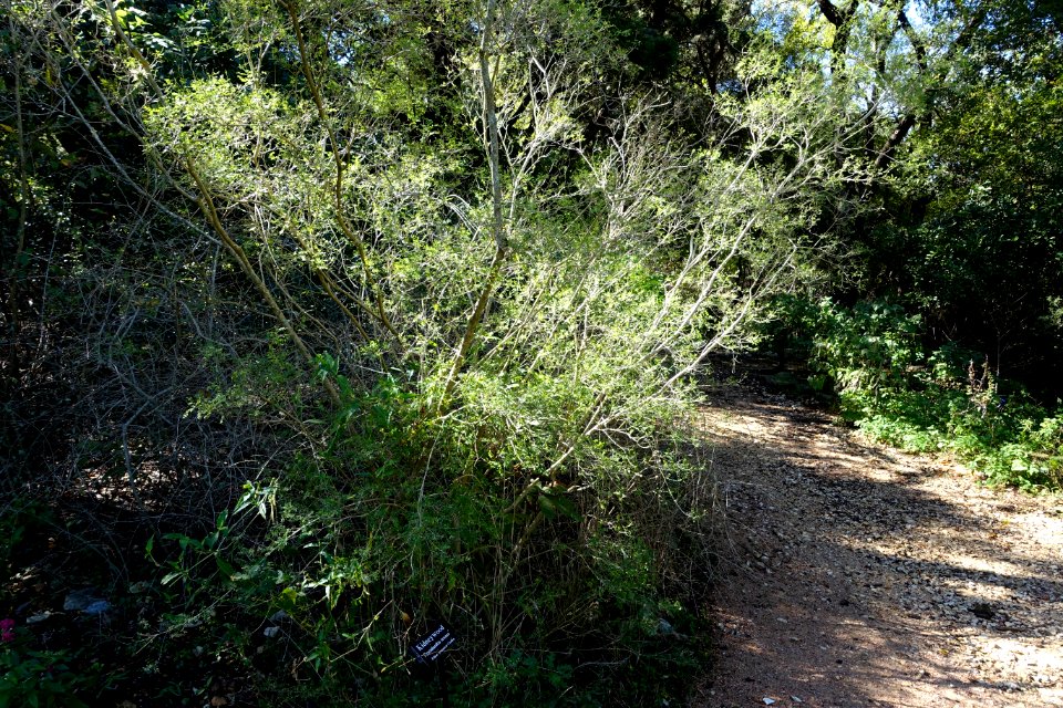 Eysenhardtia texana - Zilker Botanical Garden - Austin, Texas - DSC09009