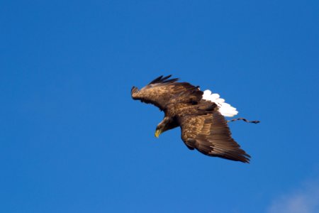 Eye In The Sky (32617691)