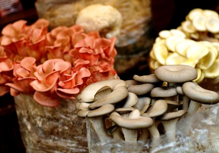 Tasty homemade rustic