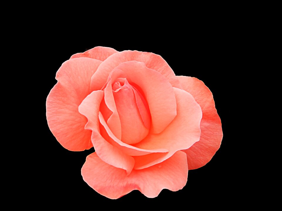 Blossom petal decoration