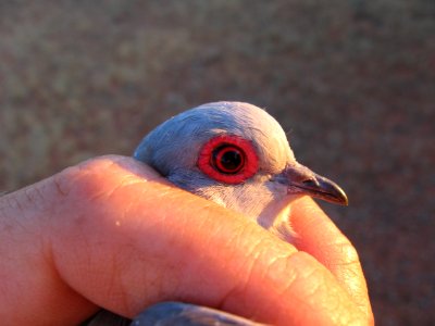 Eye ring of Diamond Dove