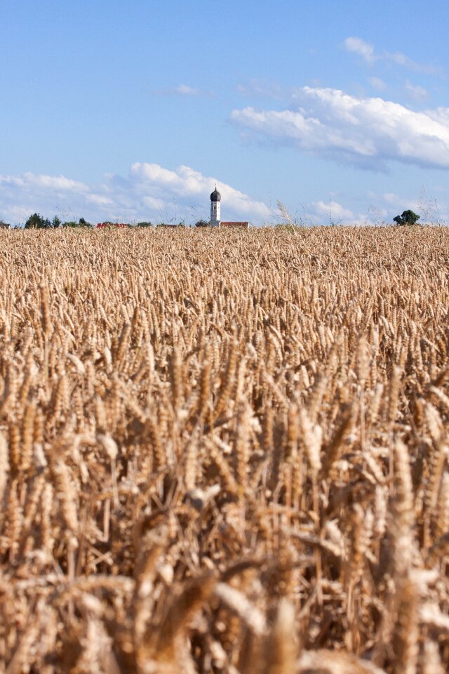 Cornfield field nature