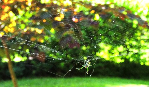 Spiders spiderweb green web photo