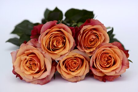 Romance love flowers