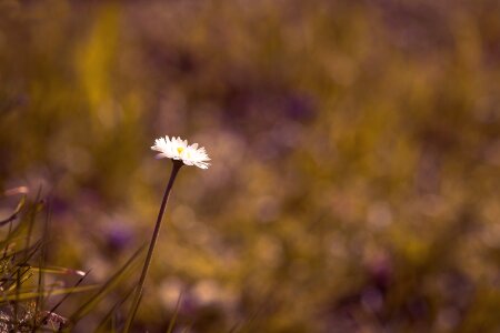 Individually nature meadow