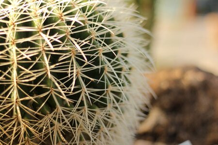 Plant succulent yellow