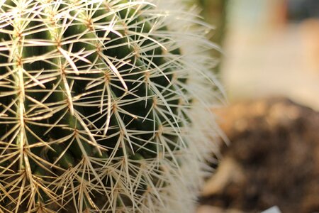 Plant succulent yellow photo