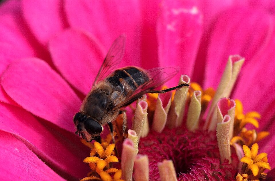 Bee close up insect photo