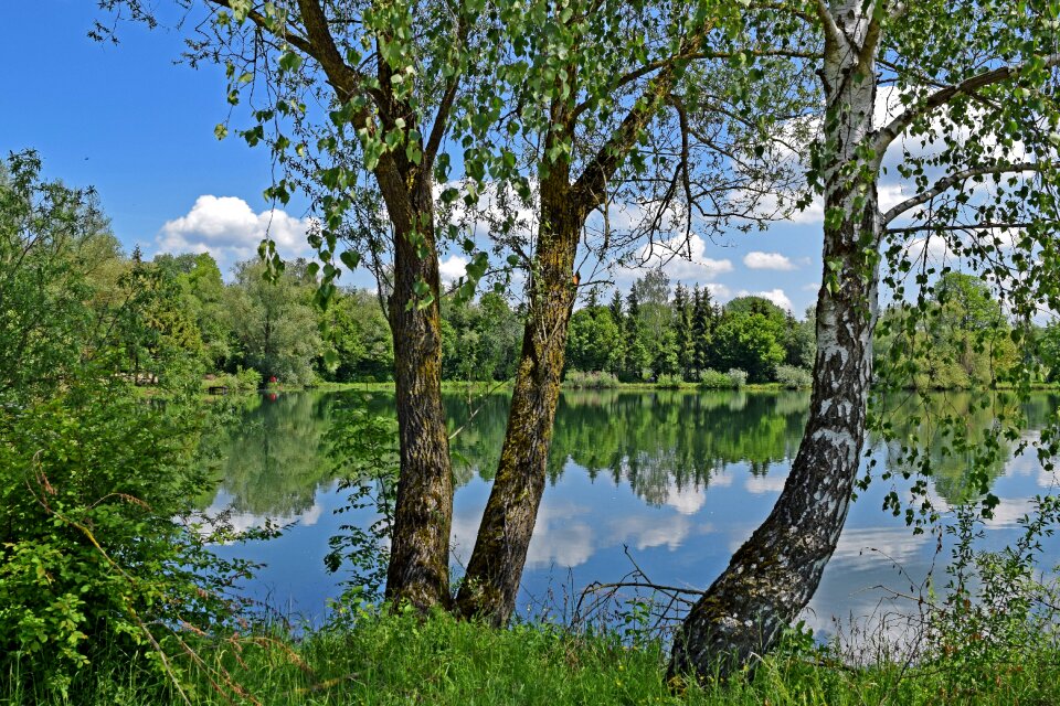 Birch sky clouds