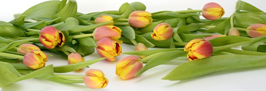 Flowers nature spring awakening