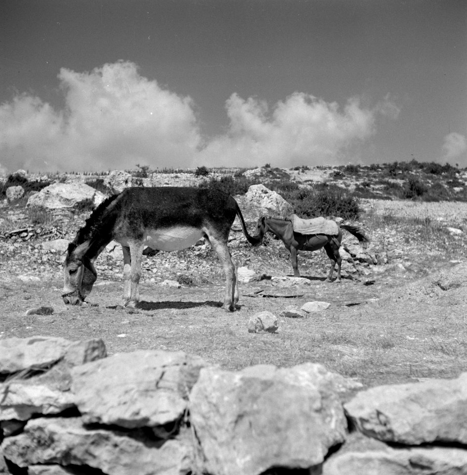Ezel en muilezel in een landschap, Bestanddeelnr 255-4253