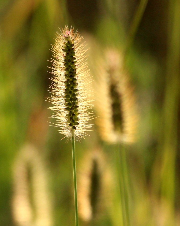 Evening Light (228585707)