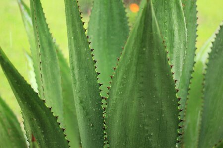 Plant green cactus photo