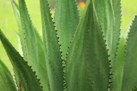 Plant green cactus