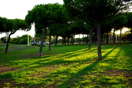 Evening In Park Barcelona (228423387)