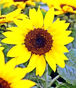 Beautiful plant market photo