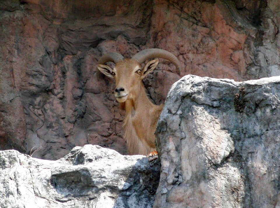 Animal bovids animal bovids