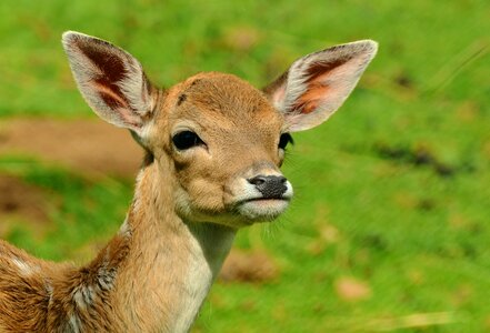 Young deer wild bambi photo